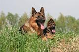 BERGER ALLEMAND 1450
